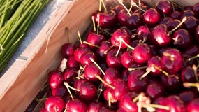 cerises-ceret-pyrenees-orientales